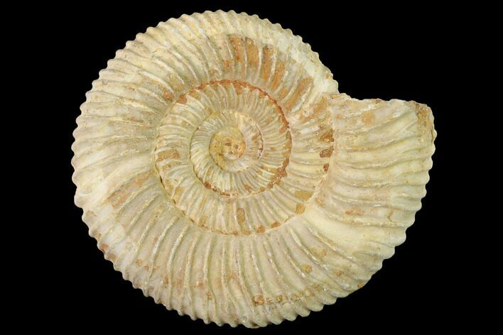 Jurassic Ammonite (Perisphinctes) Fossil - Madagascar #140390